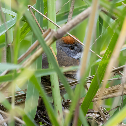 Dark-breasted Spinetail (Synallaxis albigularis), photo 9