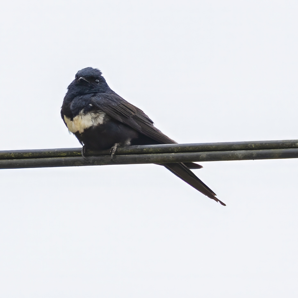 White-Banded Swallow