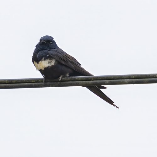 White-banded Swallow (Atticora fasciata), photo 1