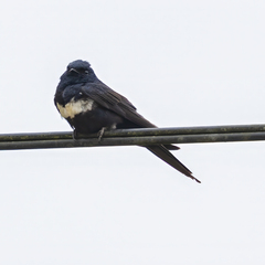 White-Banded Swallow photo 1