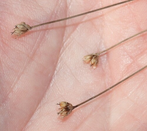 Juncus triglumis iNat (2)