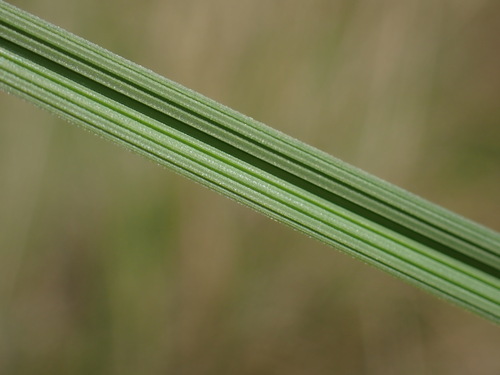 Helictotrichon parlatorei, photograph 3
