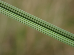 Helictotrichon parlatorei, photograph (c) Milan Chytrý, some rights reserved (CC BY)