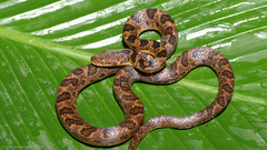 Leptodeira rhombifera