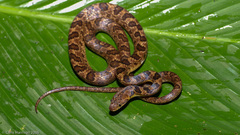 Leptodeira rhombifera