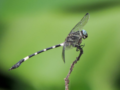 Phyllogomphoides pacificus