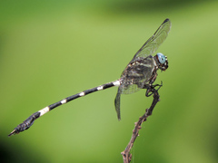 Phyllogomphoides pacificus