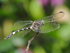 Phyllogomphoides pacificus