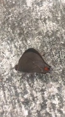 Electrostrymon hugon