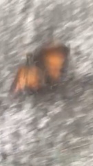 Electrostrymon hugon