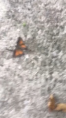 Electrostrymon hugon