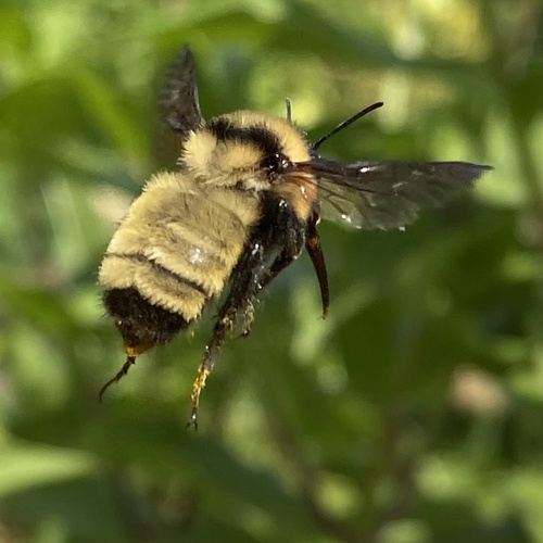 Golden Northern Bumble Bee (Bombus fervidus), a species recorded in Ohio