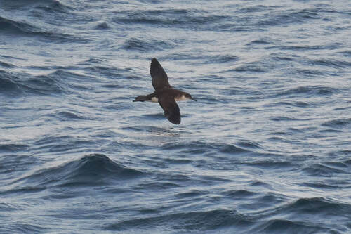 Pardela pichoneta (Puffinus puffinus)