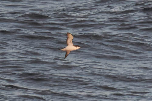 Pardela pichoneta (Puffinus puffinus)