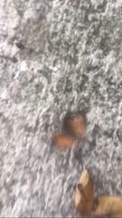 Electrostrymon hugon