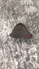 Electrostrymon hugon