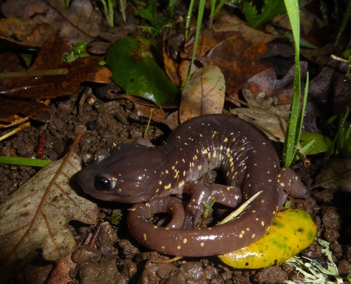 Arboreal Salamander