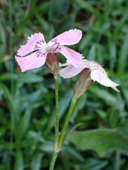 Dianthus alpinus, photograph (c) Milan Chytrý, some rights reserved (CC BY)