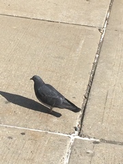 Columba livia domestica
