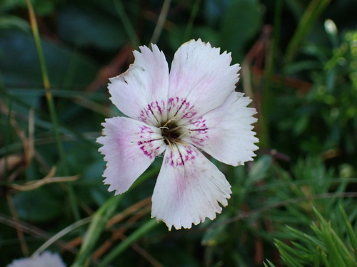 Dianthus alpinus, photograph 5
