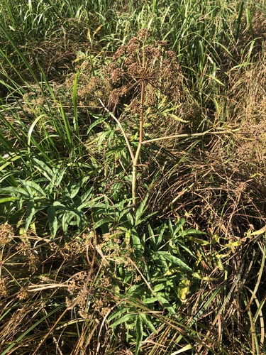 water hemlock
