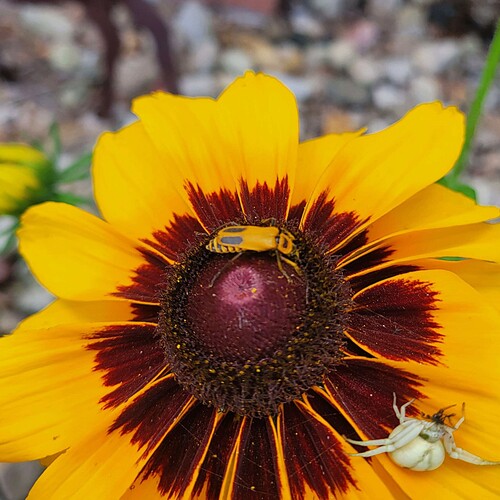 Goldenrod soldier beetle