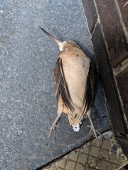 Scolopax minor