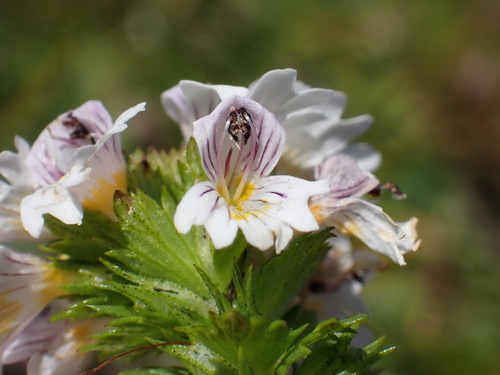 Eastern eyebright (Euphrasia picta)