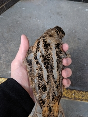 Scolopax minor