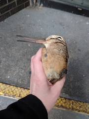 Scolopax minor