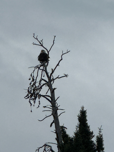 Bald Eagle
