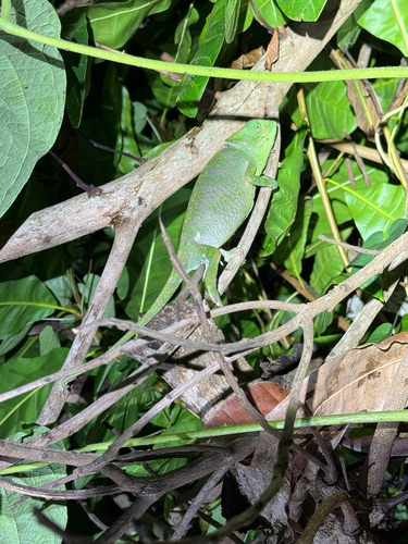 Graceful Chameleon