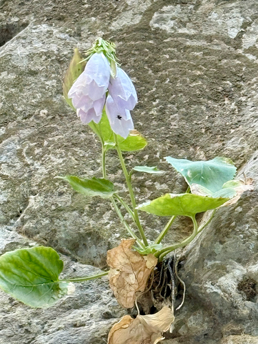 Campanula cretica