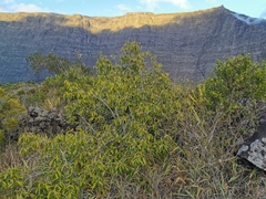 Syzygium cumini