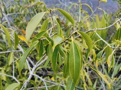 Syzygium cumini