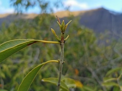 Syzygium cumini