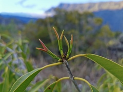 Syzygium cumini