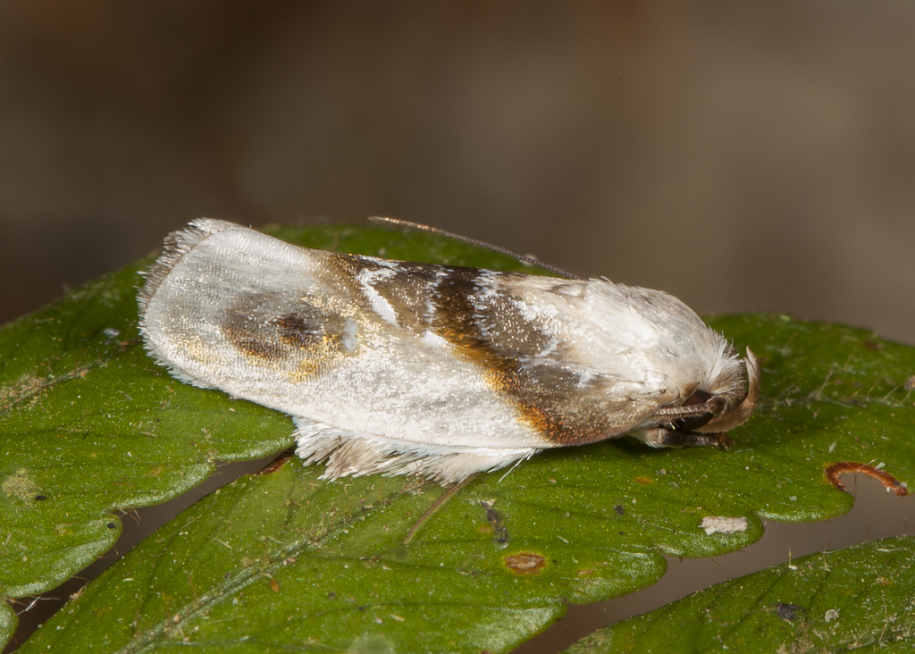 Antaeotricha ribbei