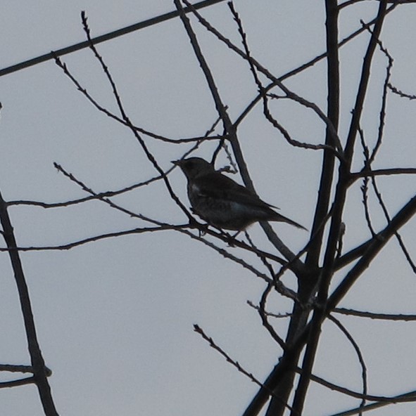 Fieldfare