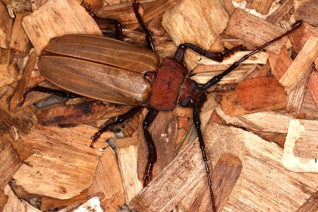 Remphanina