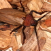 Agrianome spinicollis - Photo (c) Victor W Fazio III, algunos derechos reservados (CC BY-NC), uploaded by Victor W Fazio III