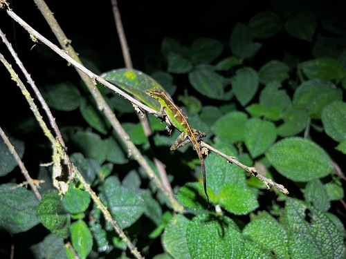Montane Bush Anole