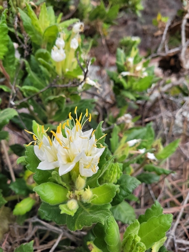 Cantua quercifolia, photograph 4