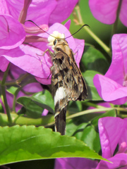 Codatractus alcaeus alcaeus