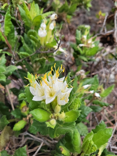 Cantua quercifolia, photograph 5