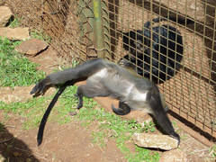 Cercopithecus mitis