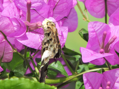 Codatractus alcaeus alcaeus