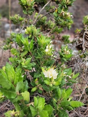 Cantua quercifolia, photograph Matthew Franz, CC0, iNaturalist via GBIF
