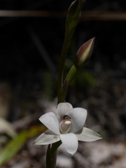 Thelymitra longifolia