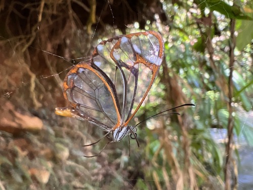 Antillean Clearwing